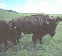 Buffalo