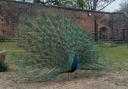 Heaton Park is famous for its resident peacocks