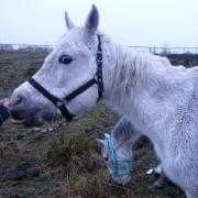 A Bolton man has been disqualified from owning horses and given a suspended jail sentence, after pleading guilty to six welfare offences against horses