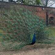 Heaton Park is famous for its resident peacocks