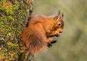 Scotland is home to around 80 per cent of the UK’s red squirrels