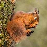 Scotland is home to around 80 per cent of the UK’s red squirrels