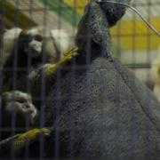 Police found Marmoset monkeys on the property