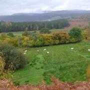 A view of Greenfield, where the Glengarry Community Development Trust is looking to create a crofting community