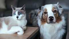 Parlare a cani e gatti è normale: tutti i benefici (senza esagerare)