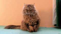 British Longhair: il gatto a pelo lungo dal cuore grande