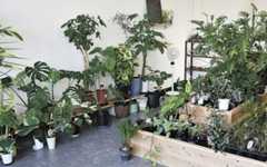 はっぱ堂(徳島市)　代表の目利きが光る１鉢にうっとり