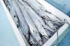 徳島のタチウオ漁が記録的不振　2023年の漁獲量、最盛期の10分の1以下に