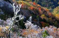 剣山山頂で今季の初氷と初霧氷を観測