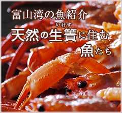 富山湾の魚紹介 天然の生簀に住む魚たち
