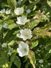 medlar blossom