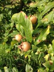 medlar fruit