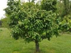 Medlar tree