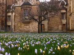 Newton's Lawn Crocus