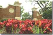 Pedestrian walkway on TU;s campus