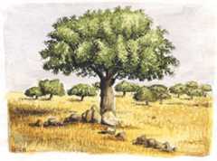 arbol pintado