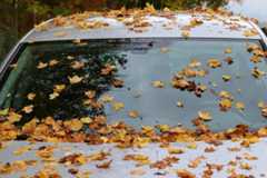 windshield