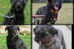 Hrabrica, Stella, Lina i Zero traže dom