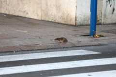 Štakor u centru Rijeke preplašio prolaznice