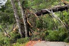 Perazića do: Komunalci uklonili ogromno stablo koje je blokiralo...