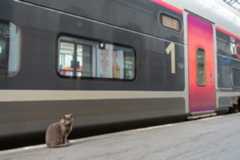 a cat sitting on the ground next to a train