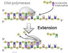 dna-polymerase-1 dna-polymerase-1