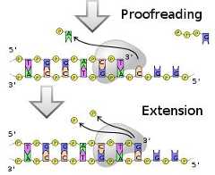 dna-polymerase-3 dna-polymerase-3