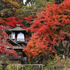 神奈川の紅葉情報