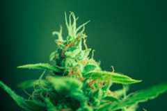 cannabis regulation, gay news, Washington Blade