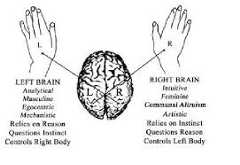 Split brain theory