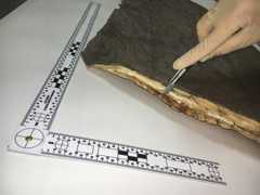 measuring severed shark fin