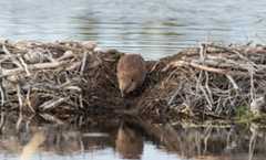 A beaver is regarded as an ecosystem engineer.