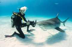 Jillian Morris Brake with sharks.
