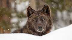Gray wolf in Yellowstone