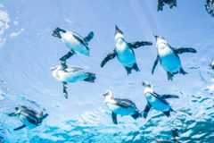 サンシャイン水族館
