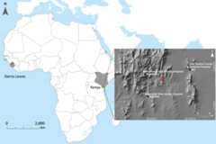 Locations of Bombali Ebola virus infection in Sierra Leone (gray shading at left; Bombali district in red) and Kenya (gray shading at right; Taita Hills area in green). Inset map shows collection site of the Bombali virus–positive bat (red dot) in Kenya, clinics in which human serum samples were collected (white squares), and the closest towns (black squares). 
