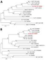 Maximum-likelihood phylogenetic analysis of rare norovirus GIV isolated during foodborne outbreak, Wisconsin, USA (red text), and reference strains. A) Partial polymerase gene (762 nt); B) complete capsid (VP1) gene (554 aa). Bootstrap support for 500 replicates is indicated on branches. For polymerase analysis, evolutionary distances were inferred by the Tamura-Nei model. For VP1 analysis, evolutionary distances were inferred by using the Jones-Taylor-Thornton matrix-based model. Reference strains are represented by type and GenBank accession number. Scale bar in panel A indicates nucleotide substitutions per site, and scale bar in panel B indicates amino acid substitutions per site.