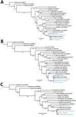 Phylogenetic analysis of orthohantavirus sequence fragments from samples taken from a 65-year-old woman in Michigan, USA, and trapped rodents from the likely site of exposure (blue text). Trees displaying the patient small fragment (481 bp) (A), medium fragment (283 bp) (B), and large fragment (377 bp) (C) were aligned against wild-caught rodents near site of exposure and reference sequences. Numbers along branches indicate bootstrap values of 500 replicates. GenBank accession numbers: human patient, OR428177–9; YR-01, brown adipose fat from a Peromyscus leucopus white-footed mouse, OR428180–2; YR-03, kidney tissue from a P. leucopus mouse, OR428183–5; and YR-10, lung tissue from a Tamias striatus Eastern chipmunk, OR428186–8. Scale bars indicate number of substitutions per site.