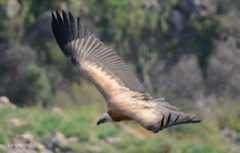 Griffon Vulture in Gamla Nature Reserve