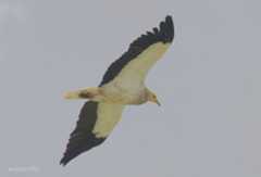 Egyptian Vulture