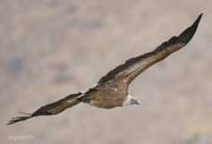 Young Griffon Vulture