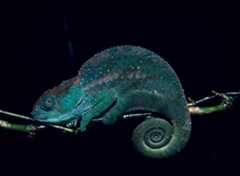 Photo of a chameleon by David Haring