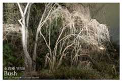個展「Bush」開催