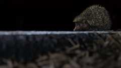 New Species First Described in ZooKeys ...