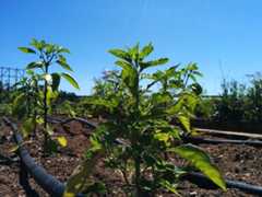 Stanford Community Garden Stanford Community Garden