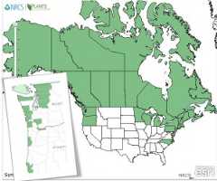 Distribution of Sweet Gale from USDA Plants Database