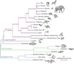a phylogenetic tree: link to extended description below