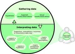 Illustration showing how testing ideas goes from gathering data to interpreting data.