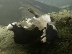 牧羊犬になって迷子の羊たちを救うADV「The Free Shepherd」が発表に。発売は2027年内