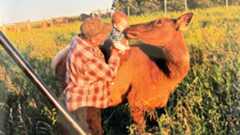 Split image of Beauty as a fawn and Beauty with the Dancsoks